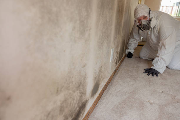 Best HVAC Mold Inspection and Cleaning  in Wheelersburg, OH